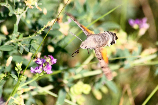 Macroglossum stellatarum